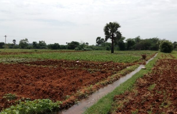 cheap-agriculture-land-for-sale